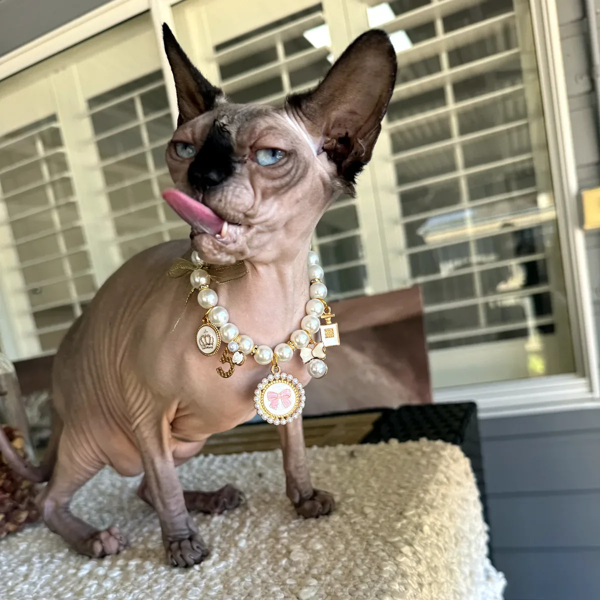 Dolly the Sphynx wearing the Purrl Princess Pearl Cat Necklace with a pink bow, tongue out