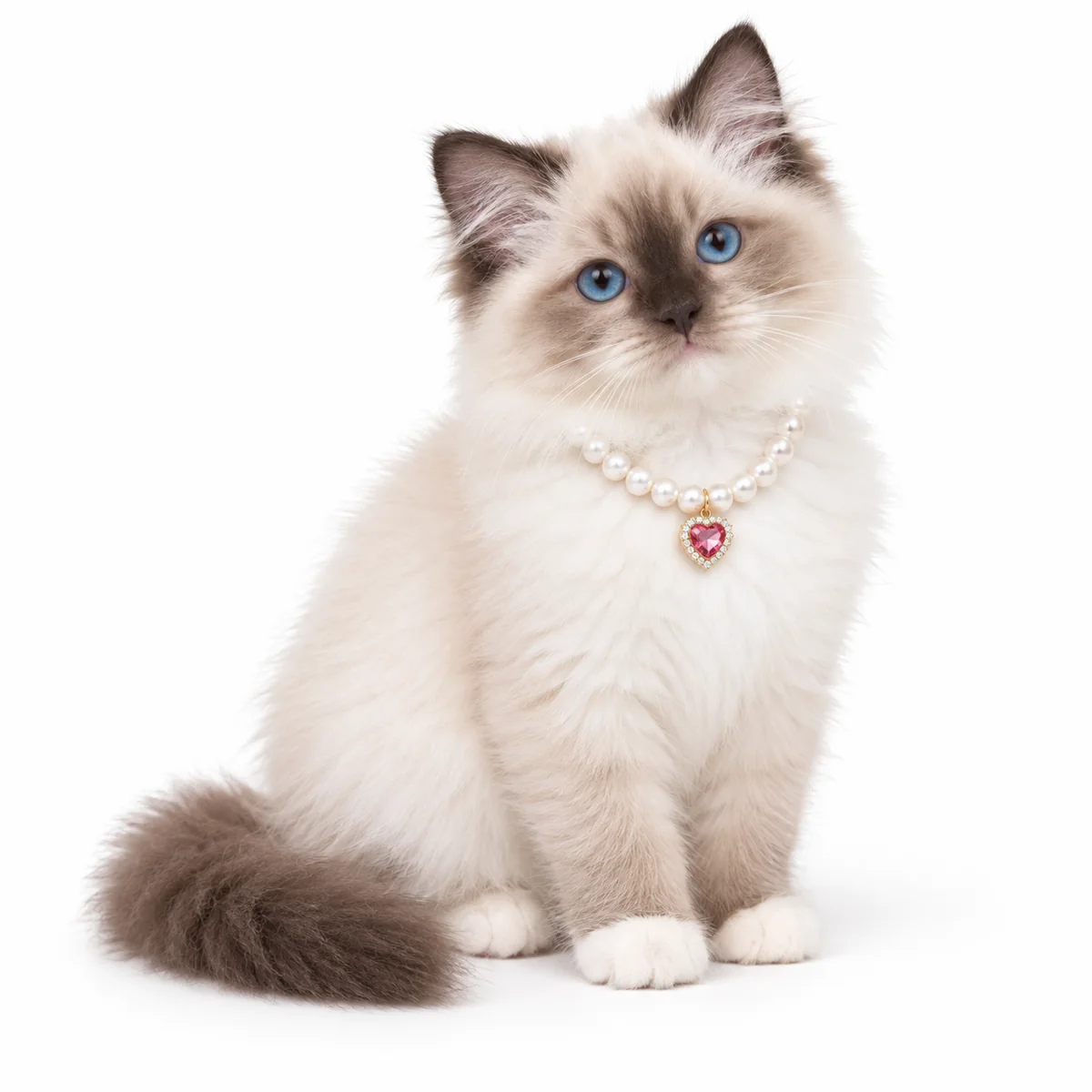Fluffy blue-eyed cat wearing the Blush Darling pink heart Royal Heart Pearl Cat Necklace on a white background