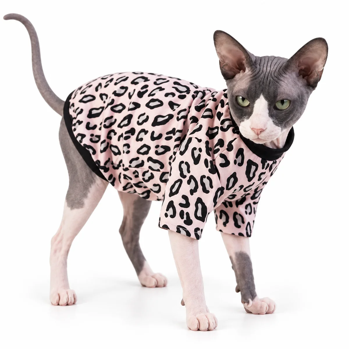 Pink leopard print cat pyjamas on a Sphynx cat