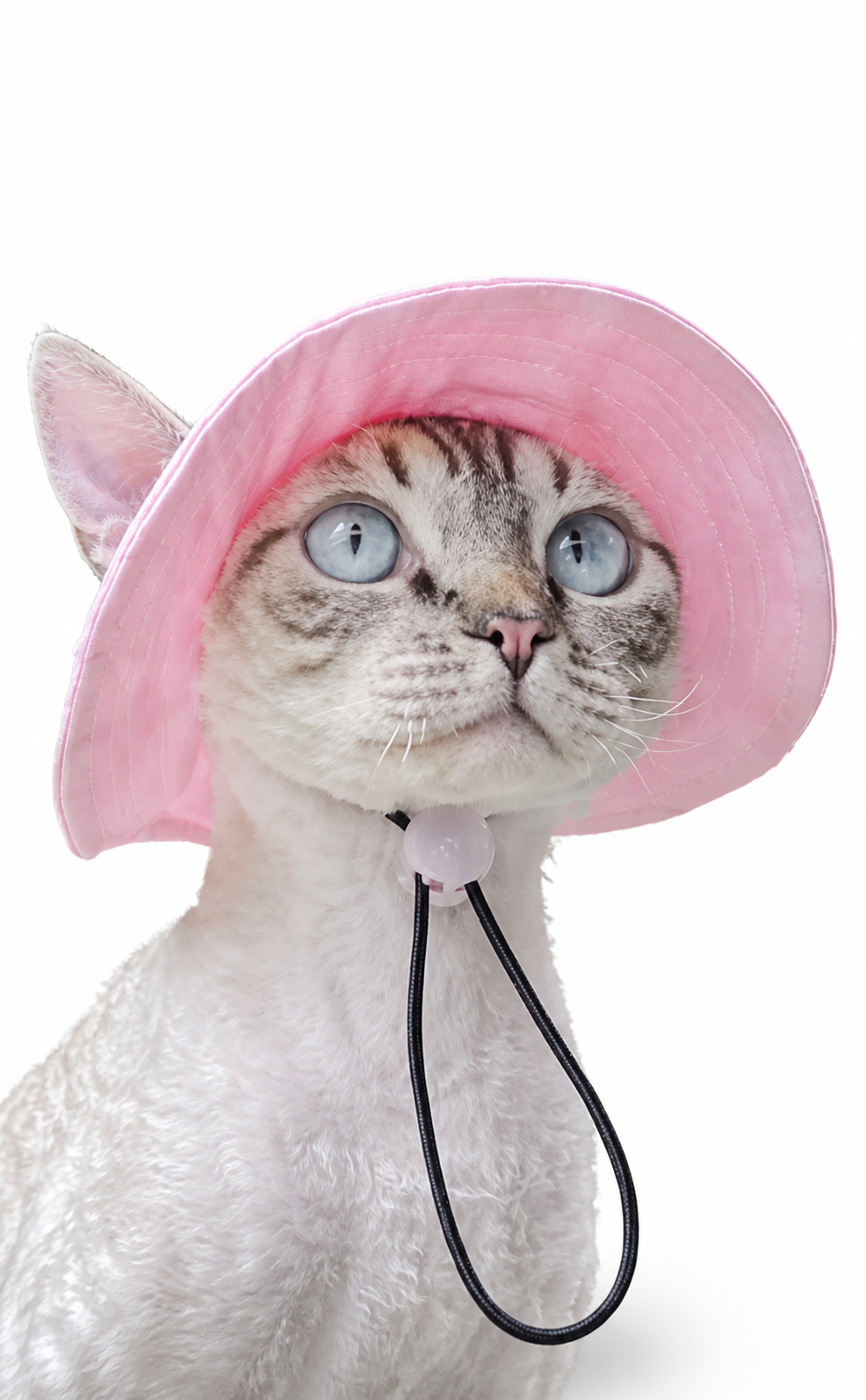 Cat wearing the Little Rodeo Cat Hat in Bright Pink with an adjustable black chin strap