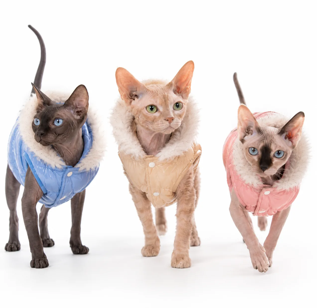 Three Sphynx cats wearing blue, tan, and pink Snow Bunny Jackets with white faux-fur hoods, lifestyle view.