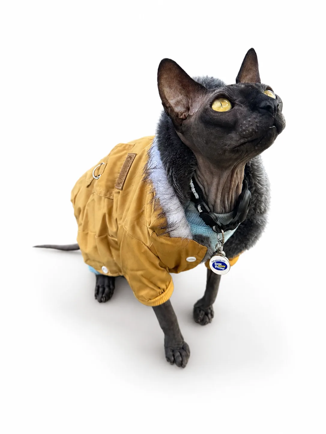 Black Sphynx cat wearing a Golden Trail Winter Explorer Jacket, studio view.